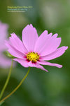 DSC_1372_copy