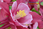 DSC_1924_copy