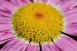 DSC_2091_copy