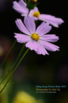 DSC_2105_copy