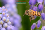 DSC_2168_copy