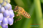 DSC_2361_copy