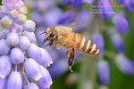 DSC_2417_copy