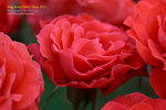DSC_2529_copy