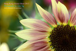 DSC_2553_copy