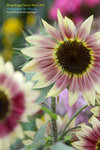 DSC_2562_copy