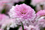 DSC_2577_copy