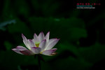 DSC_3076_revised