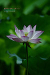 DSC_3101_revised