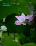 DSC_3152_revised