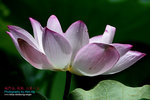 DSC_3171_revised