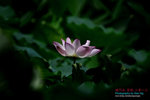 DSC_3209_revised