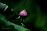 DSC_3215_revised