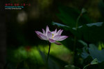 DSC_3257_copy