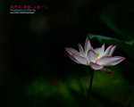 DSC_3288_copy
