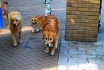DSC_0521