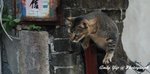 Tai O0004_1