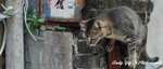 Tai O0005_1
