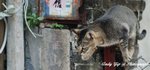 Tai O0006_1