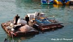Tai O0012
