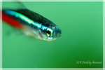 IMG_9045 copy
