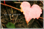 IMG_8370 copy