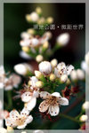 IMG_8412 copy