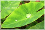 IMG_8429 copy