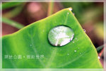 IMG_8440 copy