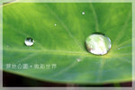 IMG_8441 copy
