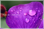 IMG_8442 copy