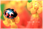 IMG_8609 copy