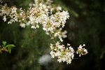 近拍武漢大學內櫻花
DSC_1774