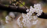 近拍武漢大學內櫻花
DSC_1783