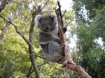 Wildlife Park - Koala 樹熊