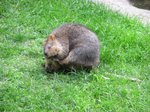 Wildlife Park -  Quokka