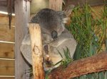 Wildlife Park  -  Koala 樹熊2