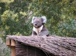 Wildlife Park - Koala 樹熊 3