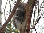 Wildlife Park - Koala 野生樹熊母子