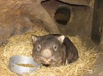Wildlife Park - Wombat