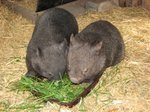 Wildlife Park - Wombat 2