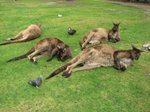 Wildlife Park - Kangaroo 攤屍
