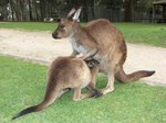 Wildlife Park -  Kangaroo Lunch