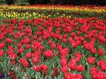 Tesselaar Tulip Festival 5