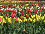 Tesselaar Tulip Festival 6