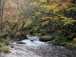 日本東北著名的楓葉名所奧入瀨溪流