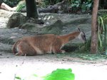 新加坡動物園