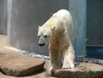 新加坡動物園