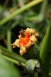 IMG_6081