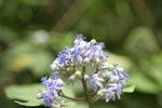 IMG_6250
